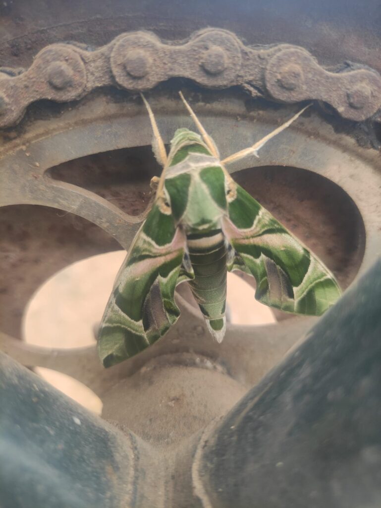 Photo of the day; Butterflies are graceful, flying insects 1 Photo of the day; Butterflies are graceful, flying insects